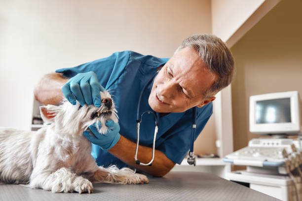 Best Mobile Emergency Dentist in New Paris, IN